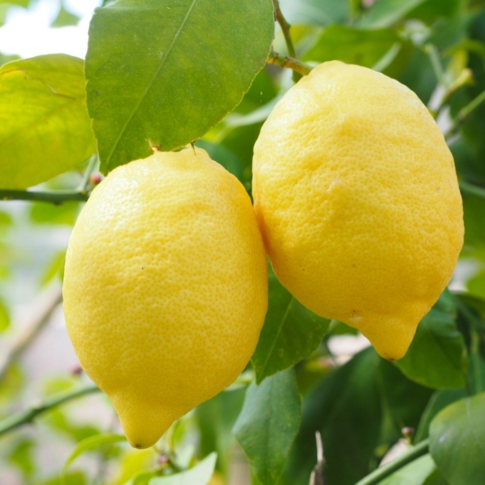 Lamas Limon